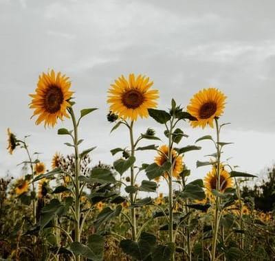 Promote Positivity - The Garden Eatery