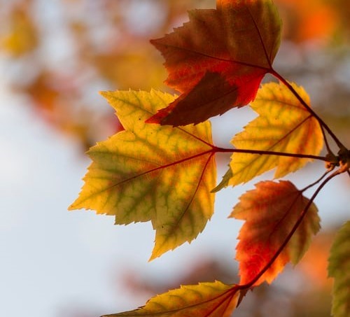 Living in tune with the seasons