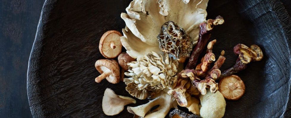 Spotlight on Superfoods: Medicinal Mushrooms - The Garden Eatery